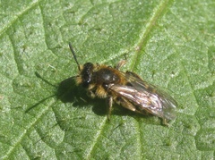 Andrena