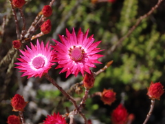 Syncarpha canescens canescens