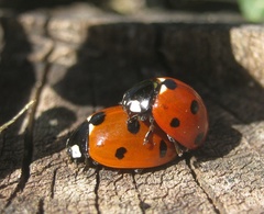 Coccinella septempunctata