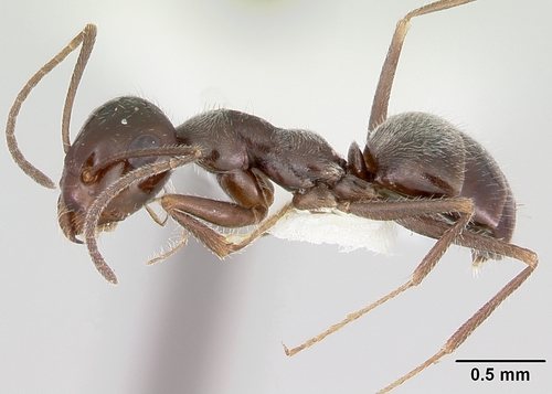 Myrmecocystus arenariusMyrmecocystus arenarius
