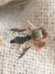 Tephritis neesii