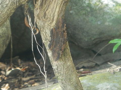 Anisoneura aluco