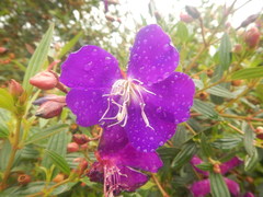 Tibouchina