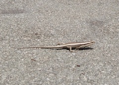 Trachylepis striata