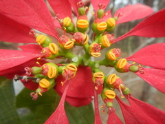 Euphorbia pulcherrima