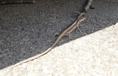 Trachylepis striata
