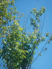 Lanius collurioides