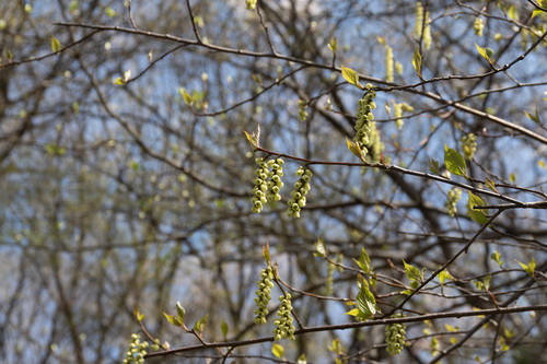 Stachyurus praecox (Stachyurus praecox)