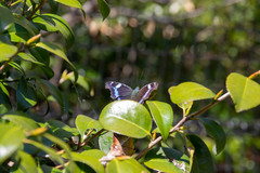 Kaniska canace nojaponicum