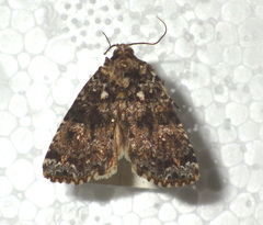 Callopistria latreillei