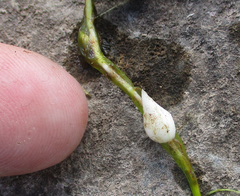 Oxalis obliquifolia image