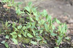 Bistorta officinalis