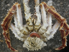 Briarosaccus regalis