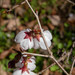 Prunus × subhirtella tamaclivorum - Photo (c) Hitoshi WATANABE 渡辺仁, some rights reserved (CC BY-NC), uploaded by Hitoshi WATANABE 渡辺仁