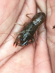 Cambarus acuminatus