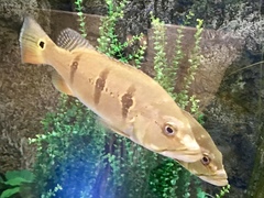 Cichla