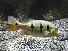 Cichla