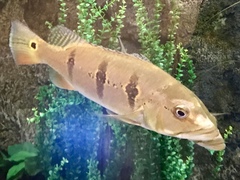 Cichla
