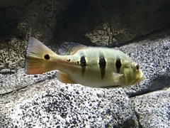 Cichla