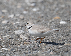 Charadrius melodus