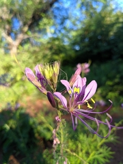 Cleome hirta