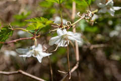 Rubus palmatus coptophyllus