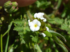 Plagiobothrys tenellus