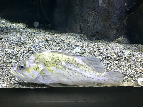 Scorpaenidae