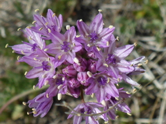Allium howellii