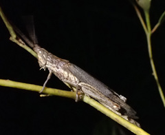 Erythropomala amaena