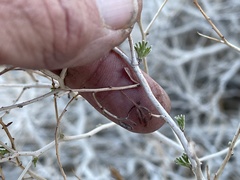 Psorothamnus arborescens