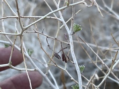 Psorothamnus arborescens