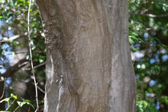 Carpinus laxiflora