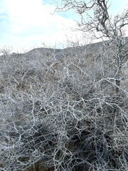 Psorothamnus arborescens