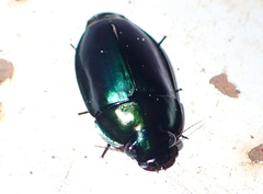 Sphallomorpha metallica