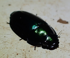 Sphallomorpha metallica