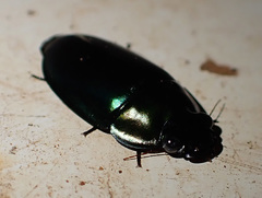 Sphallomorpha metallica