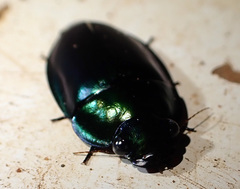 Sphallomorpha metallica