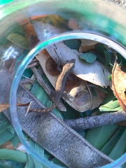 Lygodactylus capensis