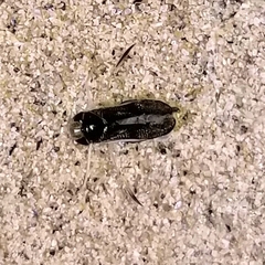 Trichocorixa reticulata