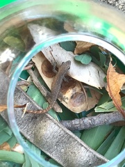 Lygodactylus capensis