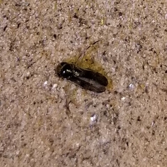 Trichocorixa reticulata