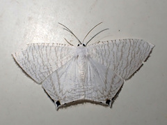 Acropteris nanula