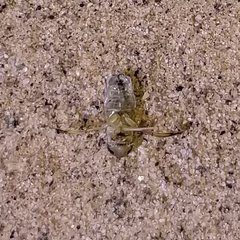 Trichocorixa reticulata