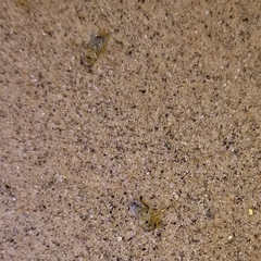 Trichocorixa reticulata