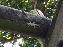 Lygodactylus capensis