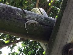 Lygodactylus capensis