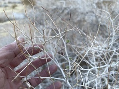 Psorothamnus arborescens
