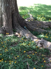 Acanthocercus atricollis