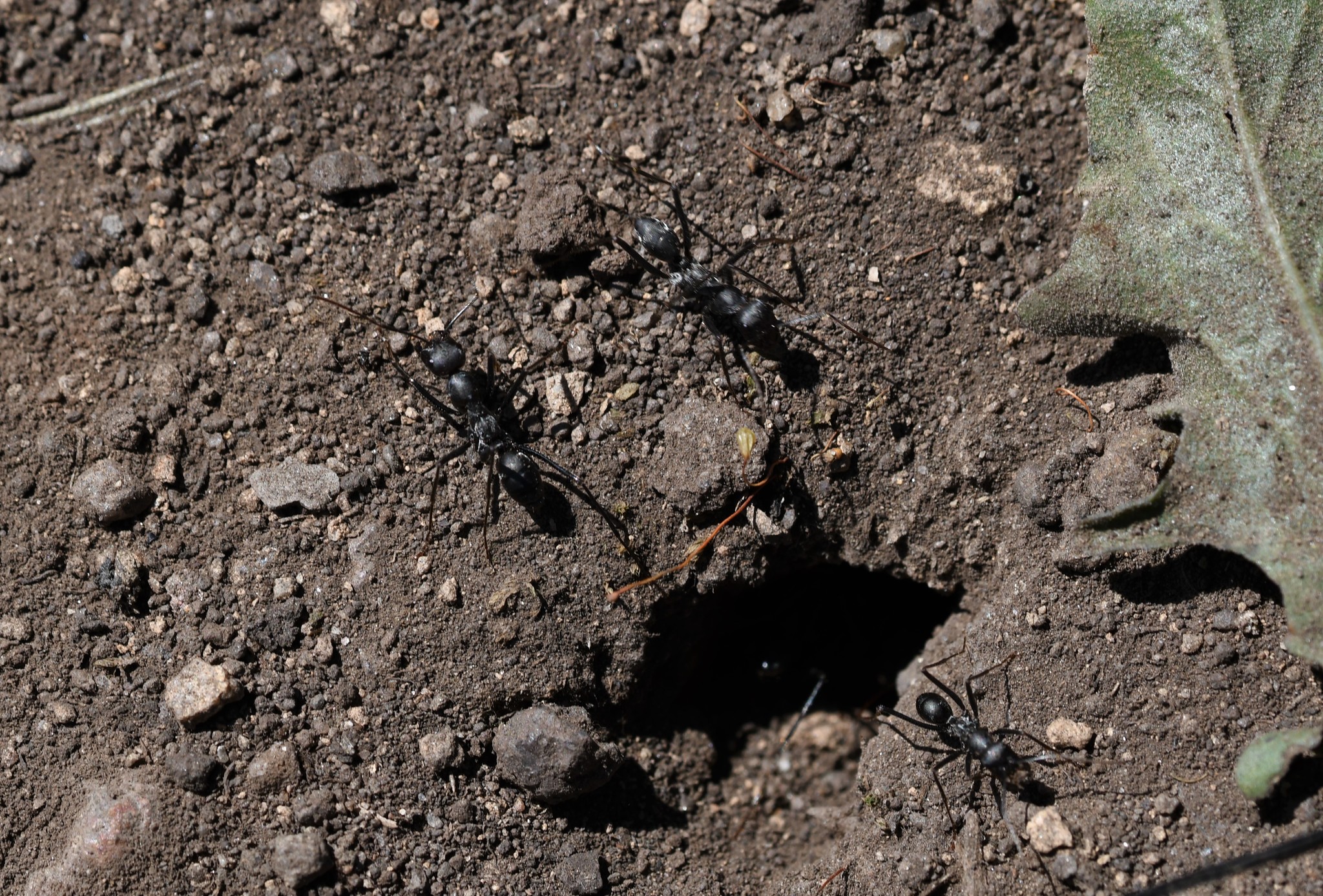 Cataglyphis hispanica